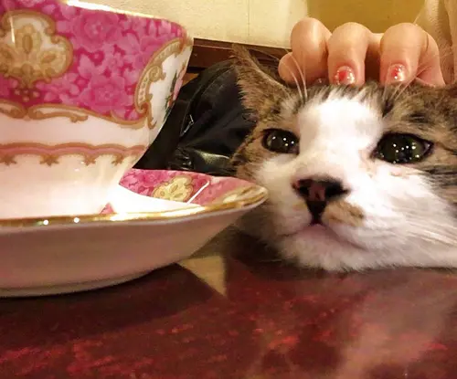 【新宿】こんなお店見たことない！１人でも楽しめる変わったカフェまとめ