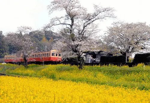 いすみ鉄道　スィーツ&ワイン列車にのって