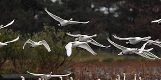 大人が楽しむ！新潟秋の秘湯と渡り鳥観察の旅