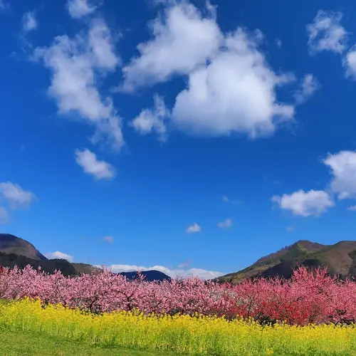 飯坂温泉花ももの里