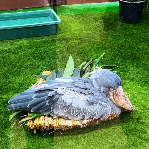 松江フォーゲルパーク