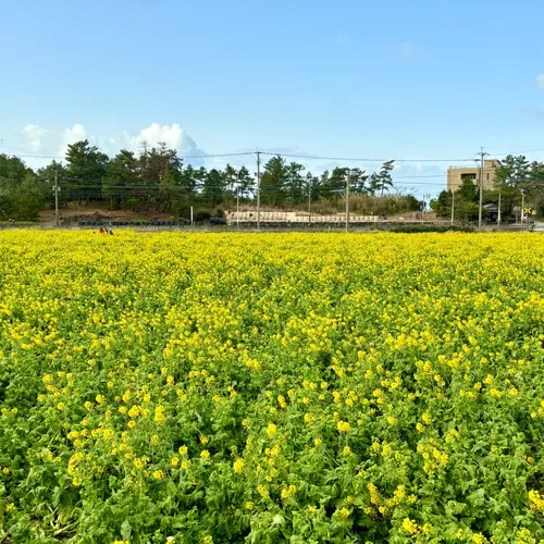 菜の花畑（福ふくの里）