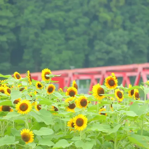 洲原ひまわりの里