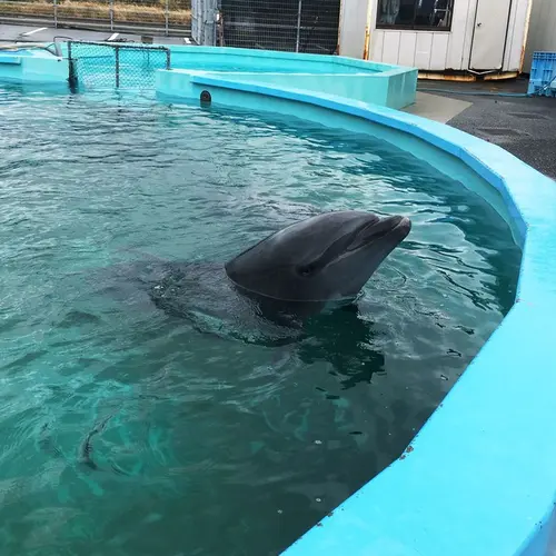室戸ドルフィンセンター