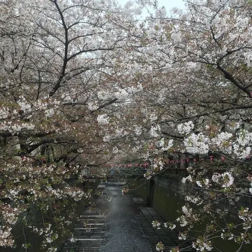 目黒川