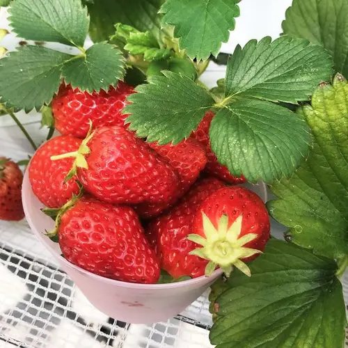 うららか・のうえん実里