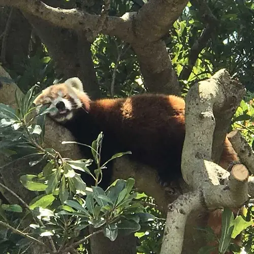 熱川バナナワニ園