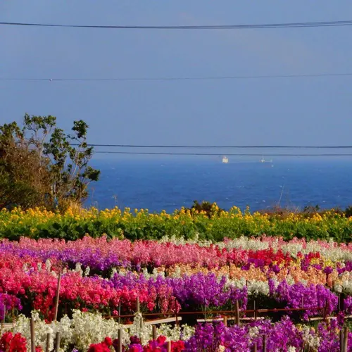 白間津花畑
