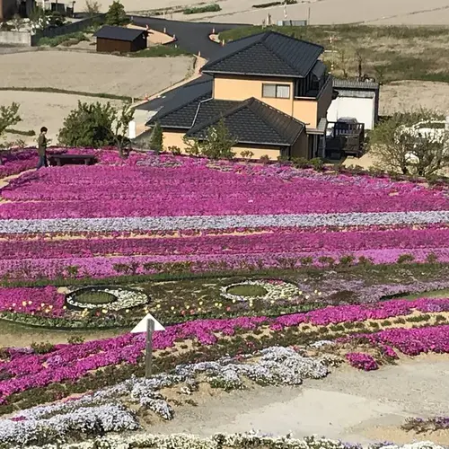 芝桜富士