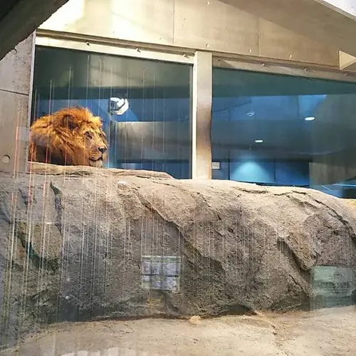 札幌市円山動物園オフィシャルショップ