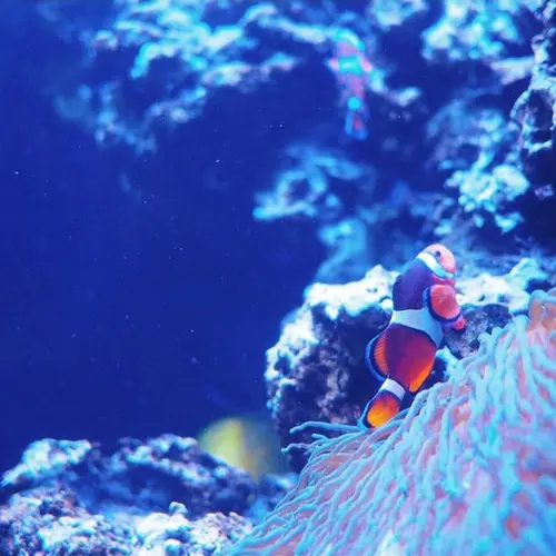 ワイキキ水族館