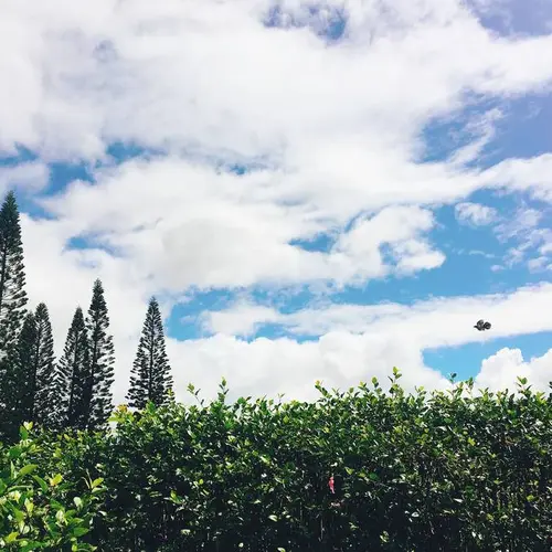 Dole Plantation