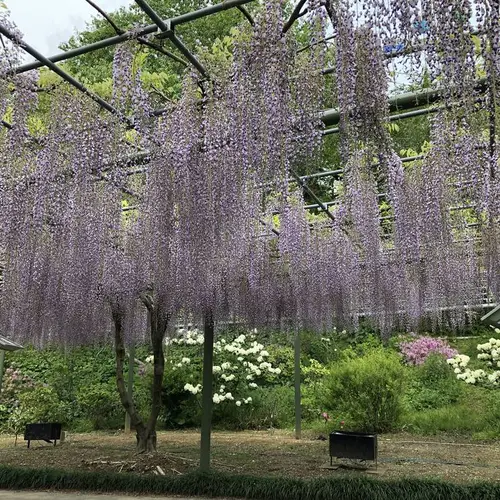 はままつフラワーパーク