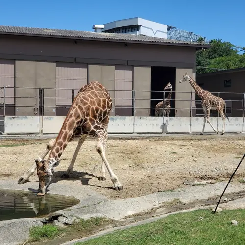 サファリワールド