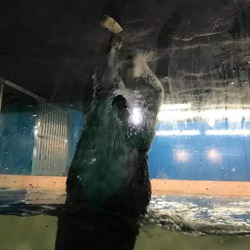 ペンギン王国