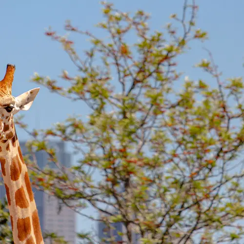 タロンガ動物園