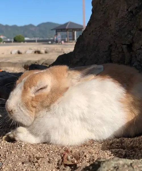【広島県】観光列車で大久野島へ！一人キャンプを楽しむ1泊2日旅