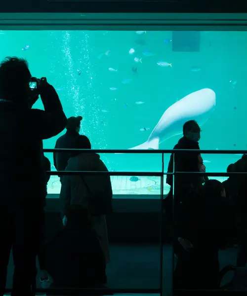 行ったことある水族館