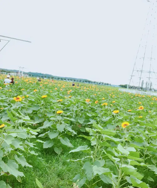 6月末限定！絶景花スポット🌼めぐりドライブとデカ盛りグルメ