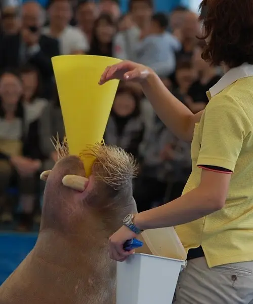 大人も楽しめる鳥羽水族館へドライブ！