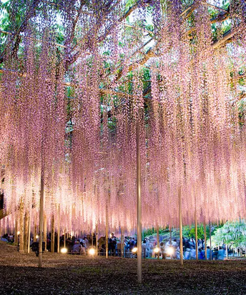 GWの写真撮影なら芝桜と夜藤を満喫コース