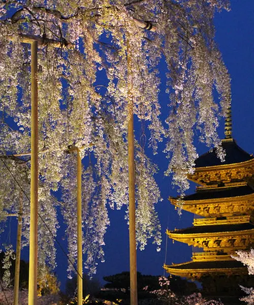 京都の夜桜ライトアップ満喫プラン