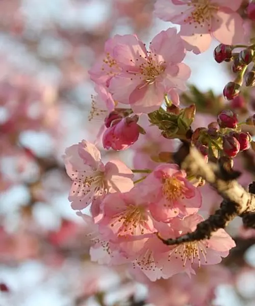 河津桜がかわいい♡井の頭公園でお花見&フォトジェニックなスイーツを楽しむ
