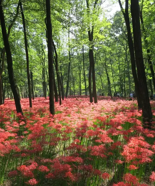 巾着田で曼珠沙華を撮ろう