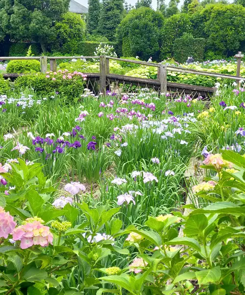 都心から1時間｡菖蒲を見る小旅行。