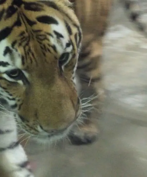 ZOO
