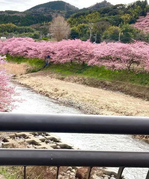 河津桜〜熱海🌸電車旅♪行程表有り