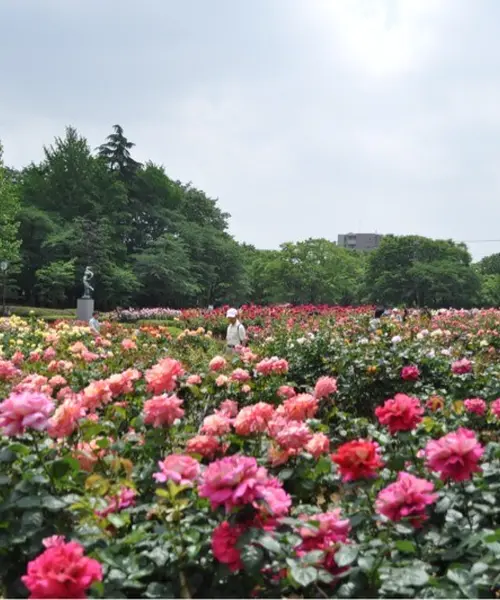 お花見おにぎり