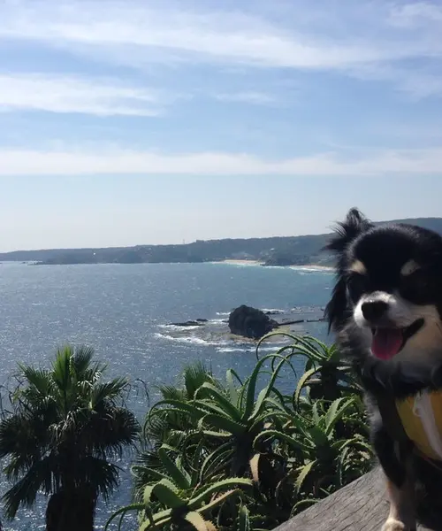 わんこと下田