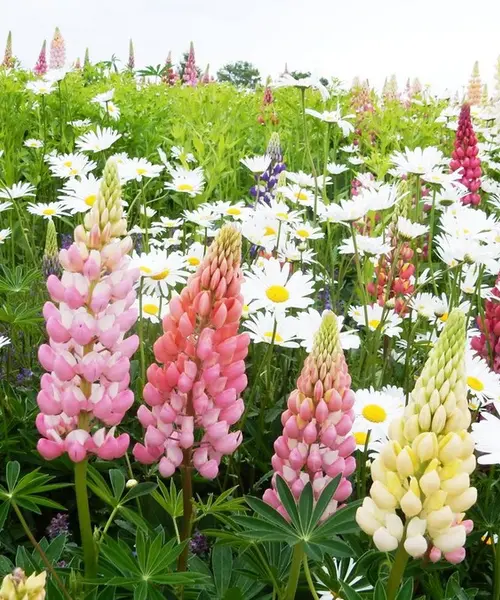 北海道はでっかいどう♡花畑とグルメとアニマル堪能！〜道央編〜