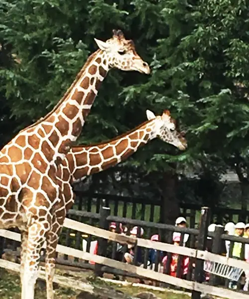 こどもが大満足な動物園