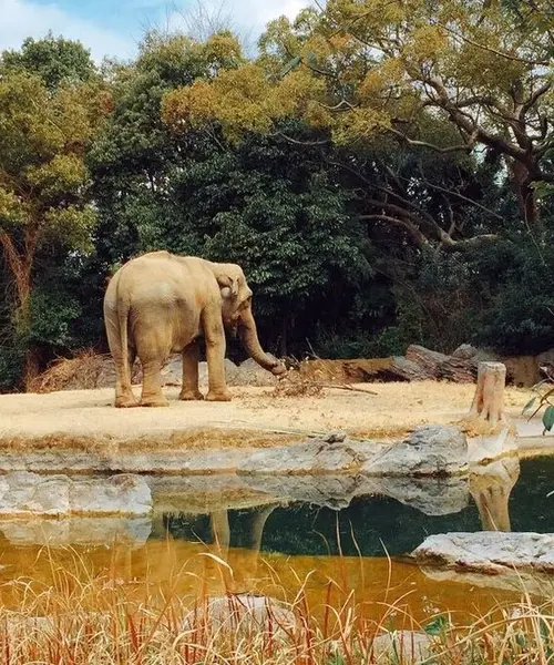 天王寺動物園＋α