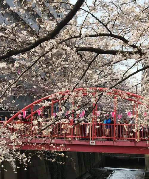 東横線沿いを巡る春の歩きまくり食べまくりお花見デート【中目黒/祐天寺/三宿/横浜】