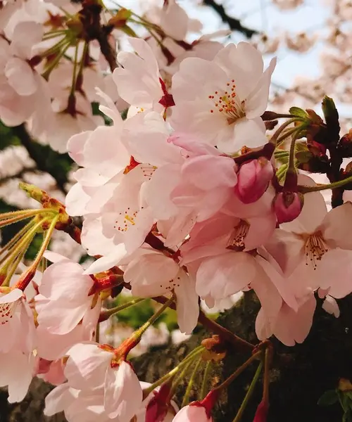 砧公園お花見と、小田急線カフェ巡り