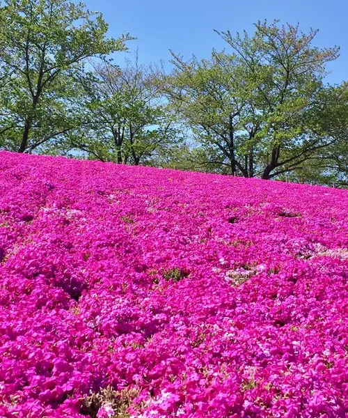 ピクニックにデートに…公園でのんびりっ♡ 東京のオススメ公園特集