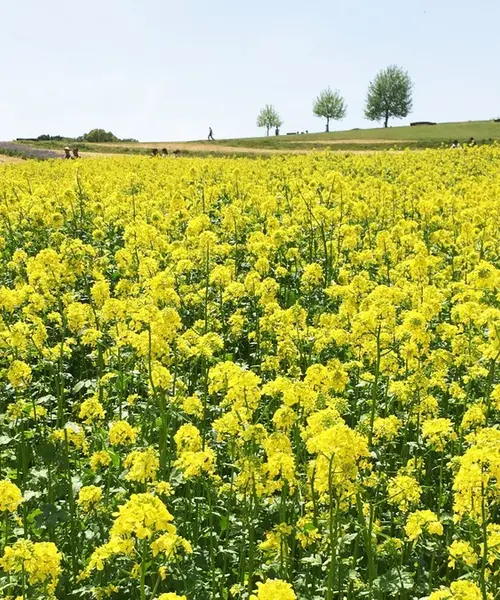淡路島は花と美味しいがいっぱい！大自然を感じながらココロと体に栄養を♪