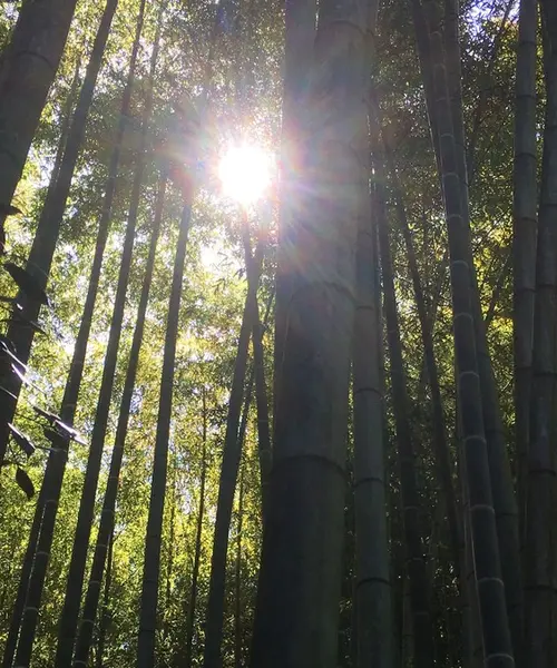 鎌倉から江ノ島までのぶらりお散歩