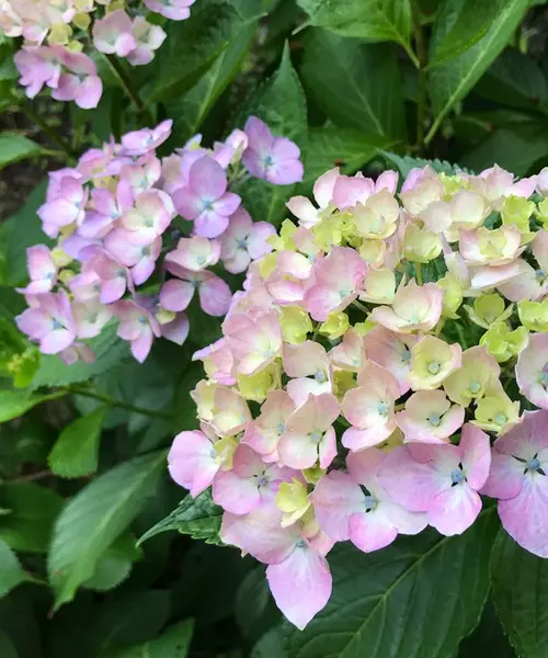 初夏の京都で、季節感じるお祝いデート♡