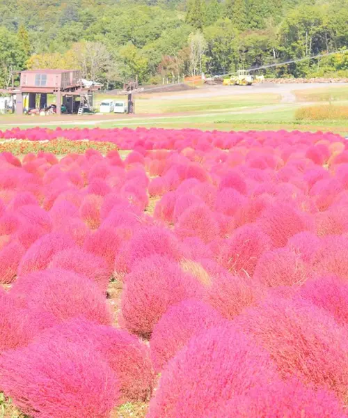 ワンコと一緒にひるがの高原三昧