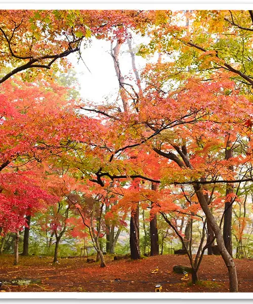 秋の紅葉デート。長瀞ライトアップ紅葉まつりと長瀞散策を満喫。