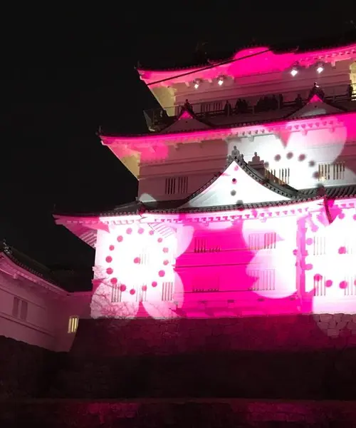 [小田原]冬桜🌸イルミネーションとフレンチ🇫🇷回転寿司🍣