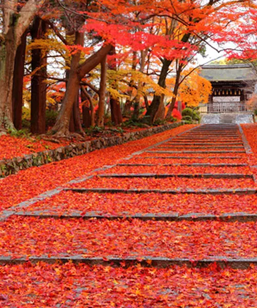 京都からぷらっとサイクリング旅