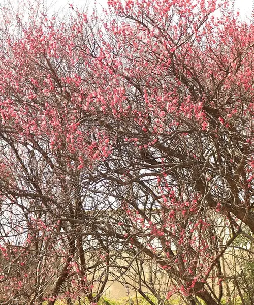 梅安天満宮　梅が見頃です。