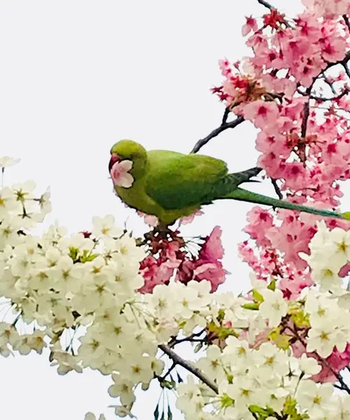 東京上野花見さんぽ