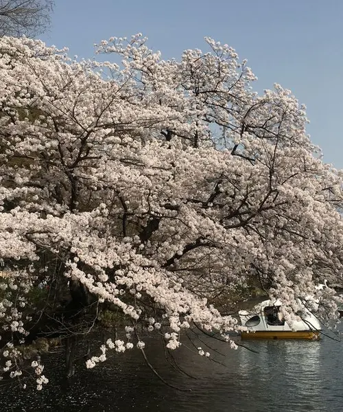 子連れで井の頭公園お花見と動物園欲張りプラン