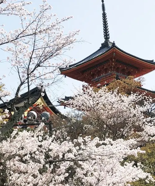 日帰りお花見プラン🌸